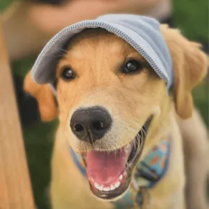 Lightweight Dog Hat